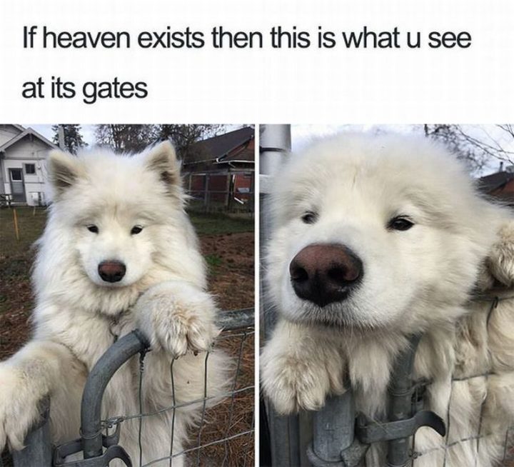 101 Funny Dog Memes - "If heaven exists then this is what u see at its gates."