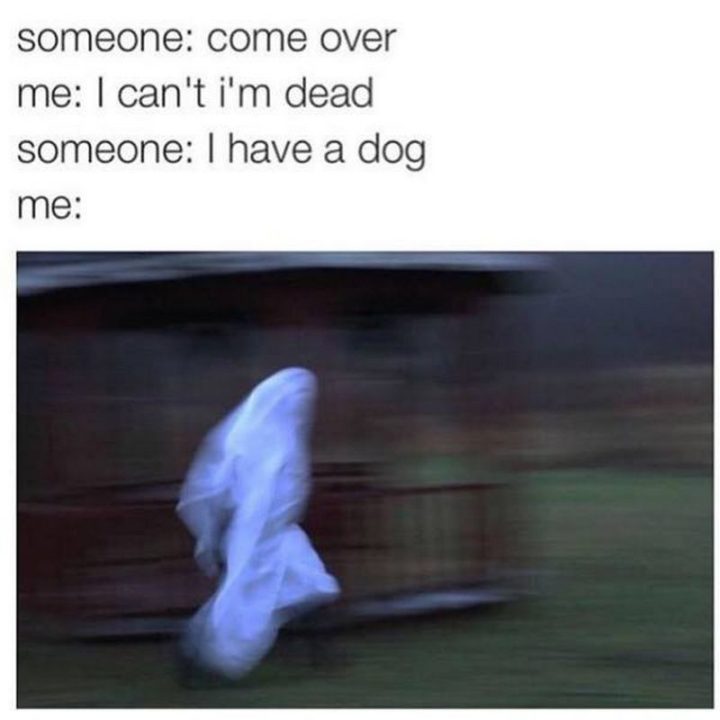 101 Funny Dog Memes - "Come over."