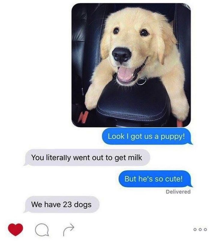 101 Funny Dog Memes - "Look I got us a puppy! You literally went out to get milk. But he's so cute! We have 23 dogs."