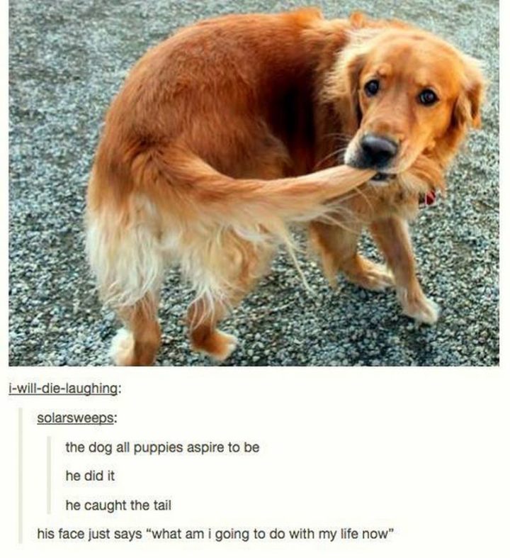 101 Funny Dog Memes - "The dog all puppies aspire to be. He did it. He caught the tail."