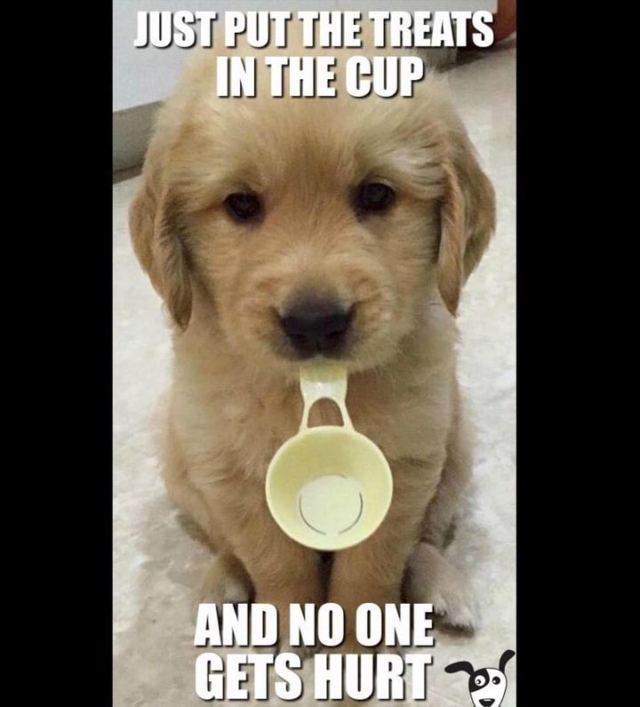 101 Funny Dog Memes - "Just put the treats in the cup and no one gets hurt."