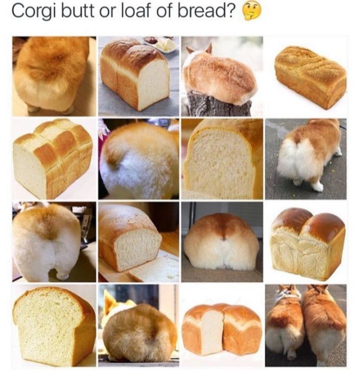 101 Funny Dog Memes - "Corgi butt or loaf of bread?"