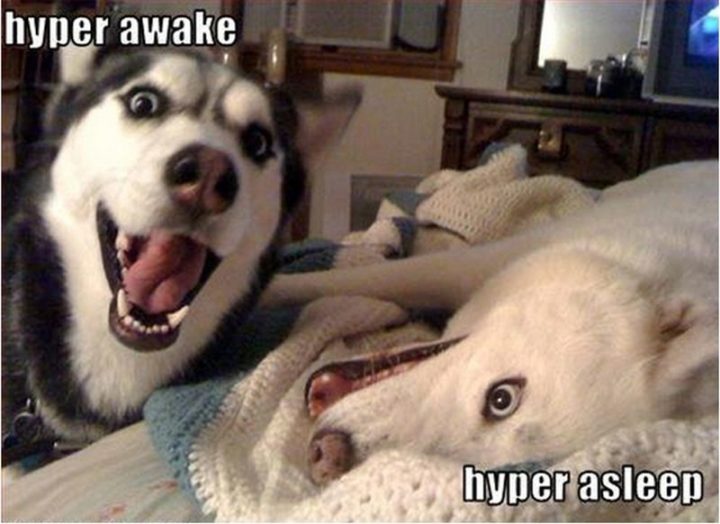 101 Funny Dog Memes - "Hyper awake. Hyper asleep."