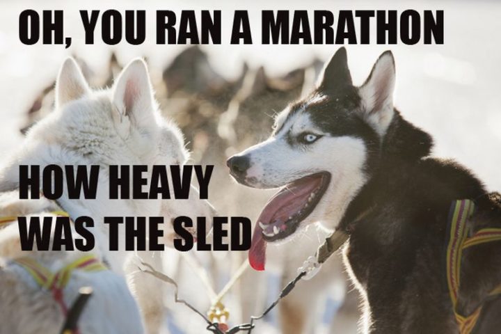 101 Funny Dog Memes - "Oh, you ran a marathon. How heavy was the sled."