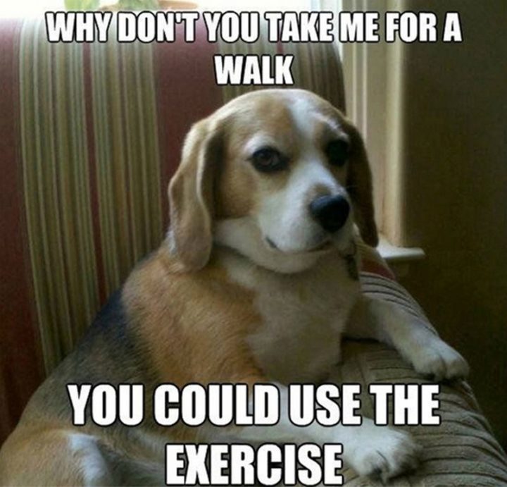 101 Funny Dog Memes - "Why don't you take me for a walk. You could use the exercise."