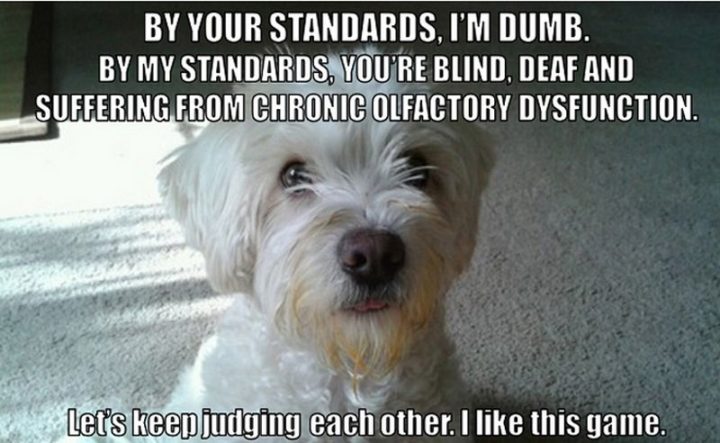 101 Funny Dog Memes - "By your standards, I'm dumb. But my standards, you're blind, deaf and suffering from chronic olfactory dysfunction. Let's keep judging each other. I like this game."