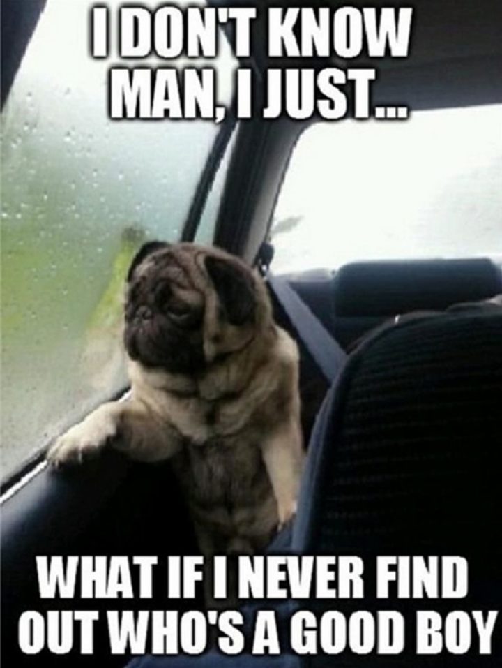 101 Funny Dog Memes - "I don't know man, I just...What if I never find out who's a good boy."