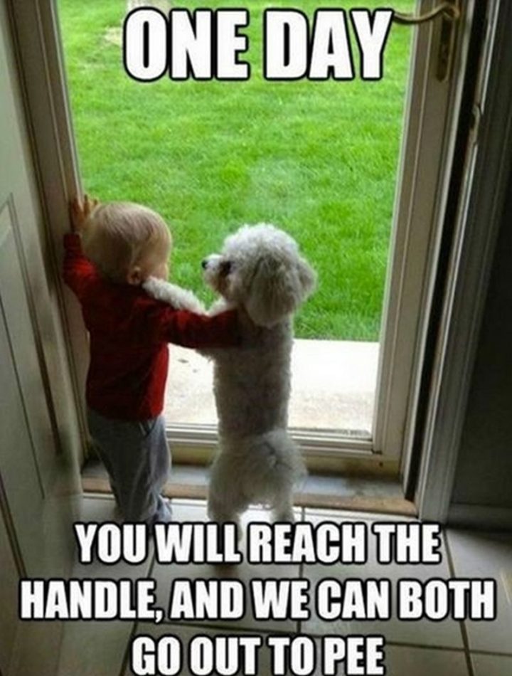 101 Funny Dog Memes - "One day you will reach the handle, and we can both go out to pee."