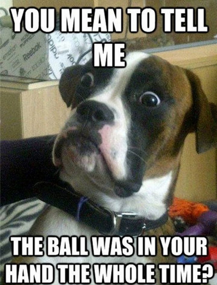 Laughing Cavalier 101 Best Funny Dog Memes to Make You Laugh All Day