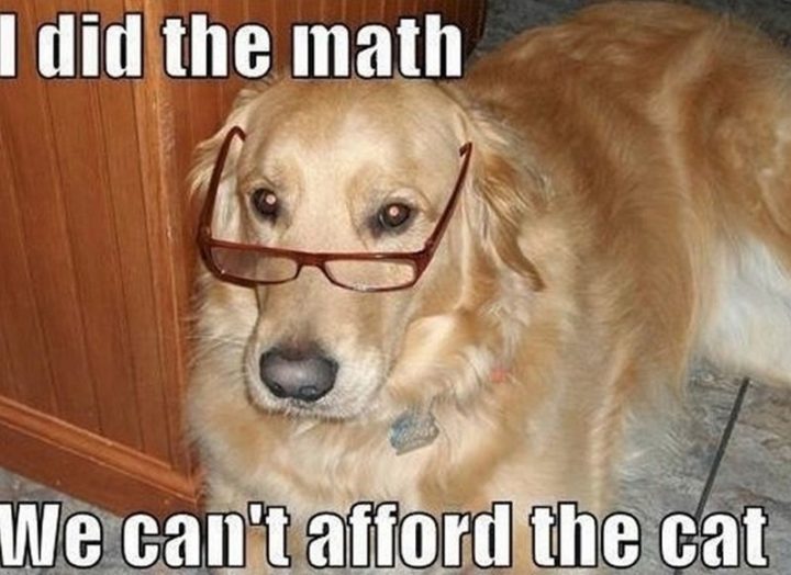 101 Funny Dog Memes - "I did the math. We can't afford the cat."