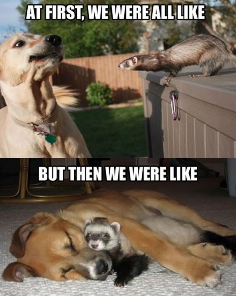 101 Best Funny Dog Memes to Make You Laugh All Day