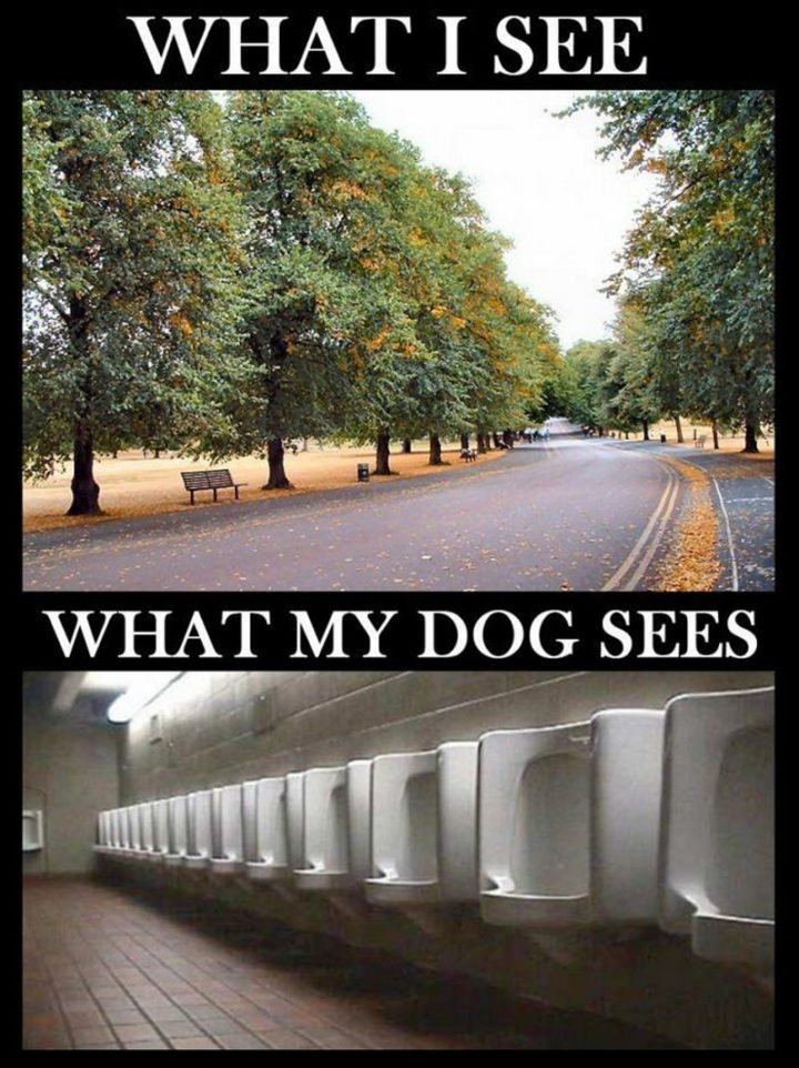 "What I see. What my dog sees."