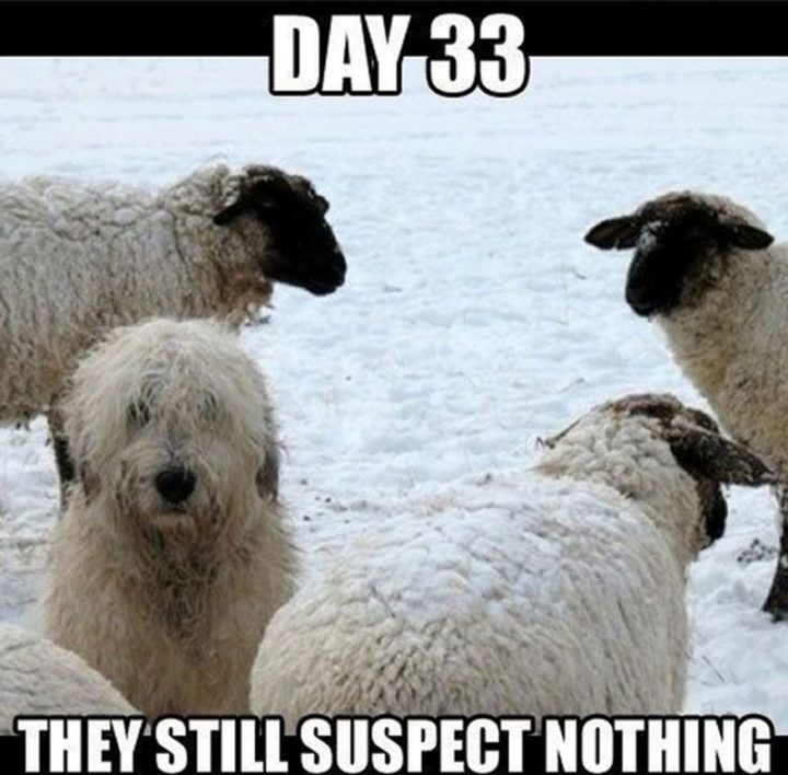 "Day 33. They still suspect nothing."