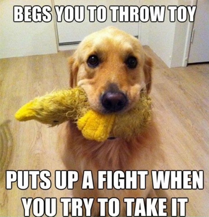 "Begs you to throw toy. Puts up a fight when you try to take it."