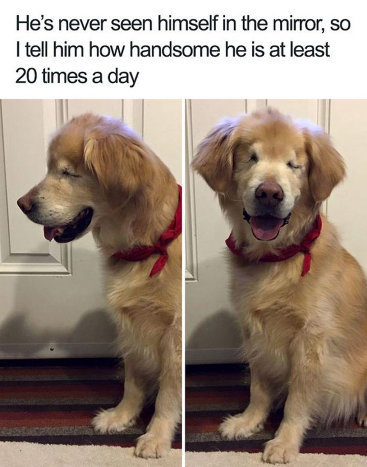 101 Best Funny Dog Memes to Make You Laugh All Day