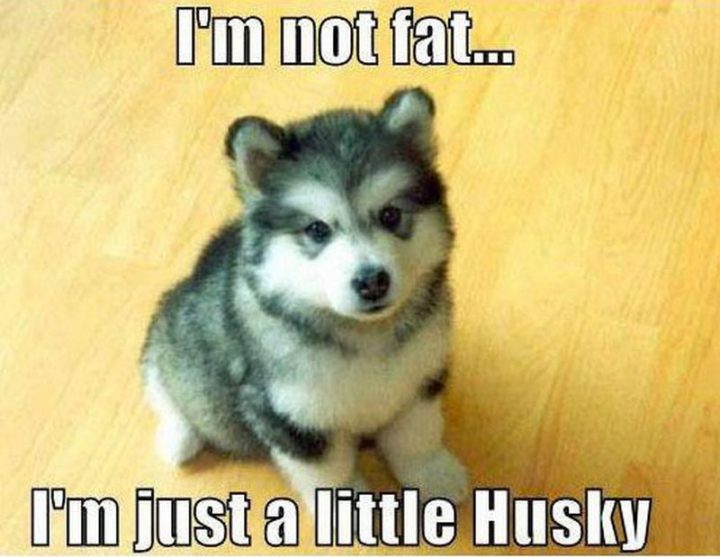 "I'm not fat...I'm just a little husky."