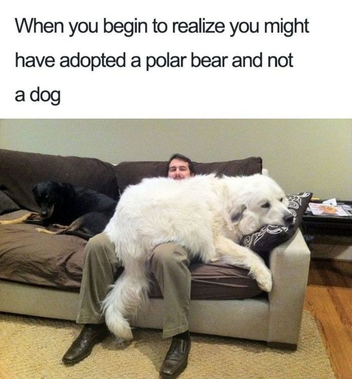 "When you begin to realize you might have adopted a polar bear and not a dog."