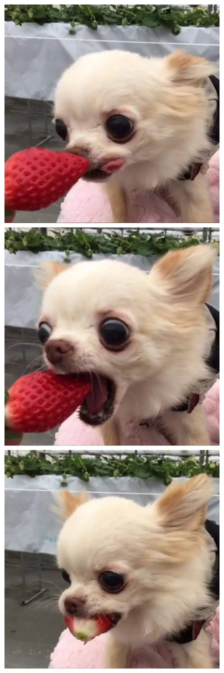 Derp dog eating a strawberry.