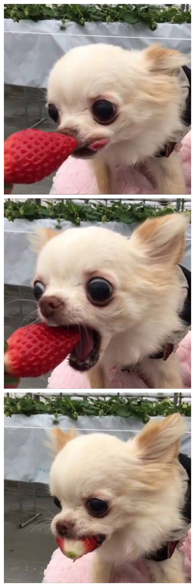 101 Best Funny Dog Memes To Make You Laugh All Day