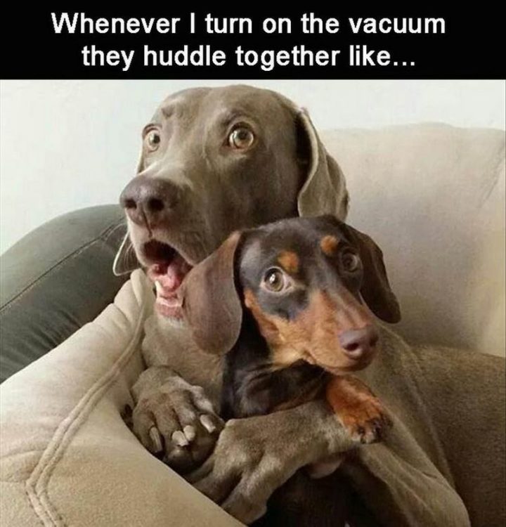 "Whenever I turn on the vacuum they huddle together like..."