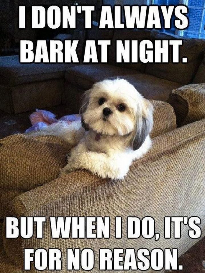 "I don't always bark at night. But when I do, it's for no reason."