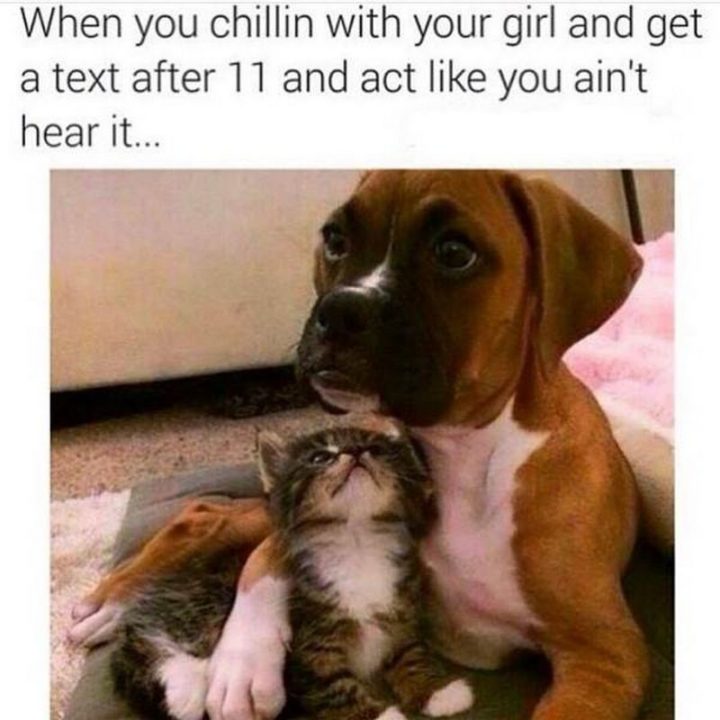 Featured image of post Cute Funny Puppy Memes For Girls