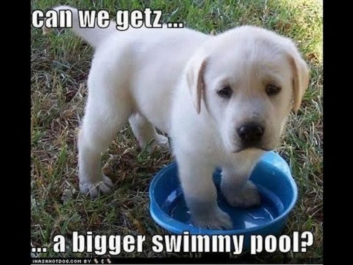"Can we getz...a bigger swimmy pool?"