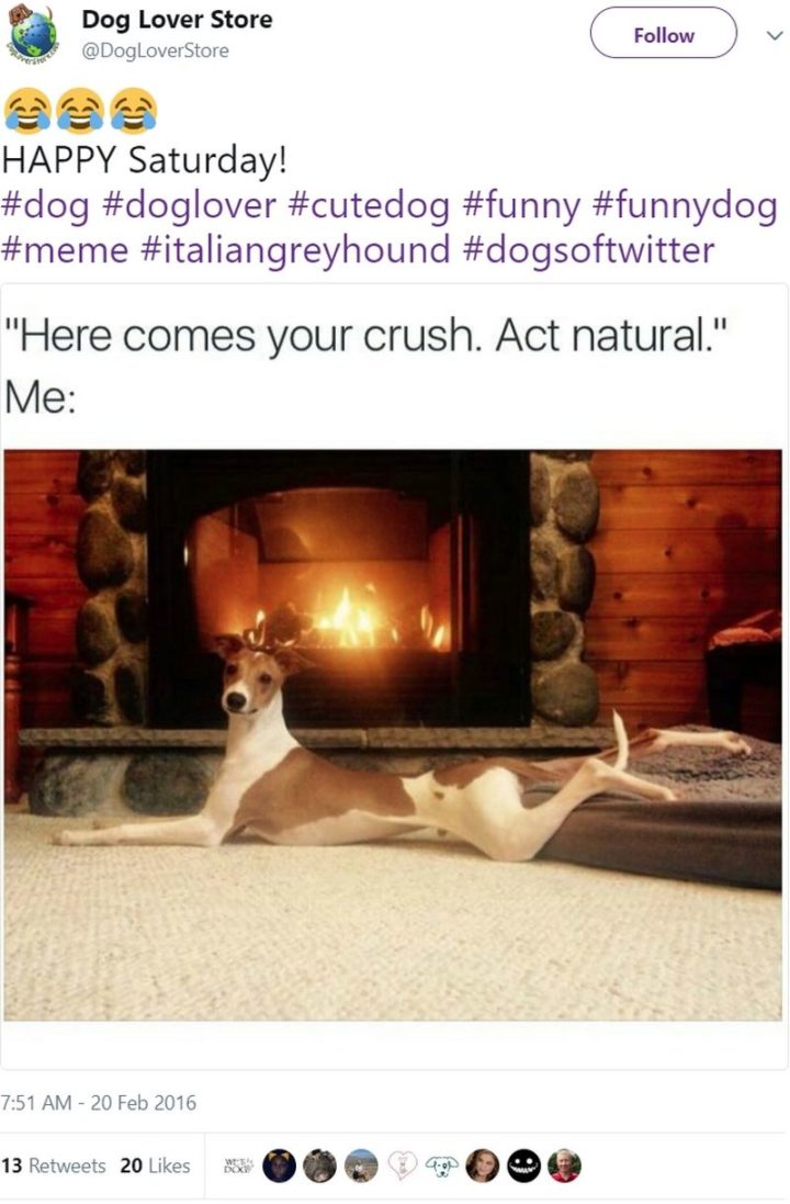 101 Best Funny Dog Memes To Make You Laugh All Day