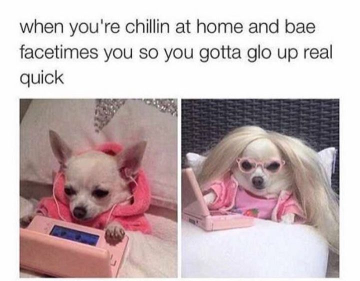 Cute Funny Chihuahua Meme Smiling
