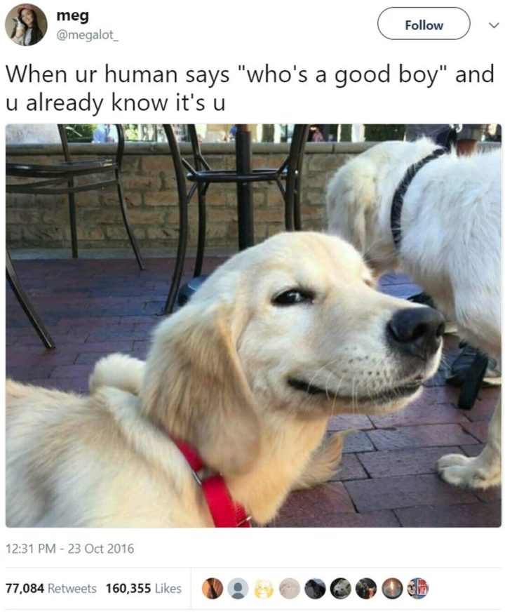 "When ur human says "who's a good boy" and u already know it's u."