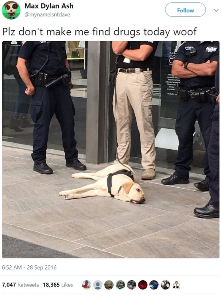 "Plz don't make me find drugs today woof."