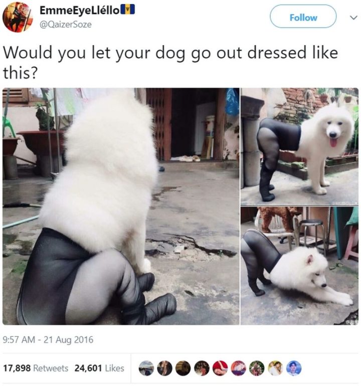 "Would you let your dog go out dressed like this?"