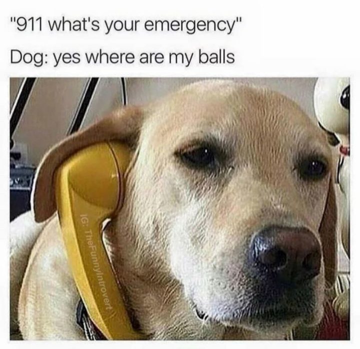 101 Best Funny Dog Memes to Make You Laugh All Day