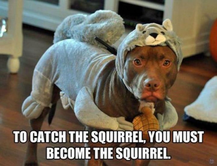 "To catch the squirrel, you must become the squirrel."