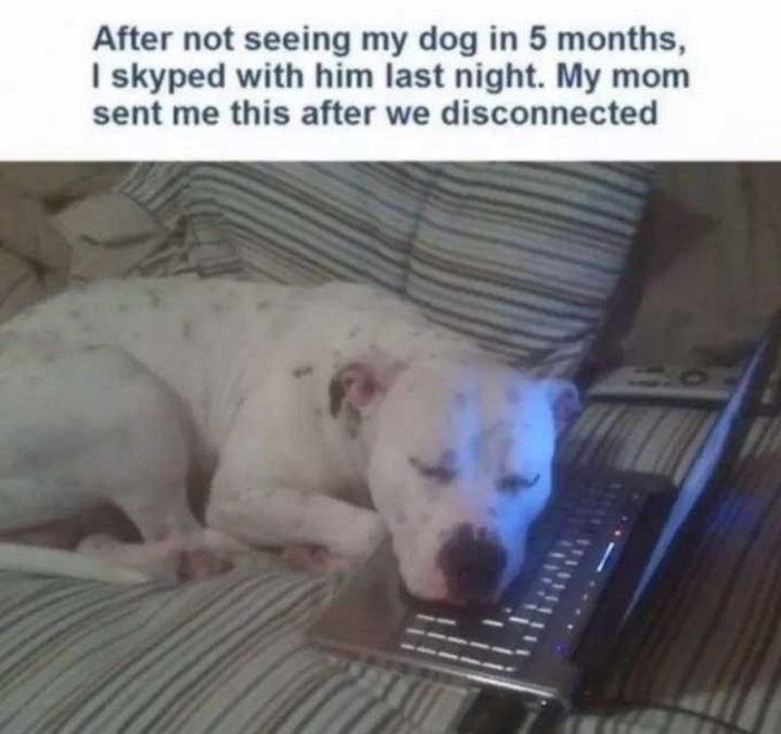 "After not seeing my dog in 5 months, I skyped with him last night. My mom sent me this after we disconnected."