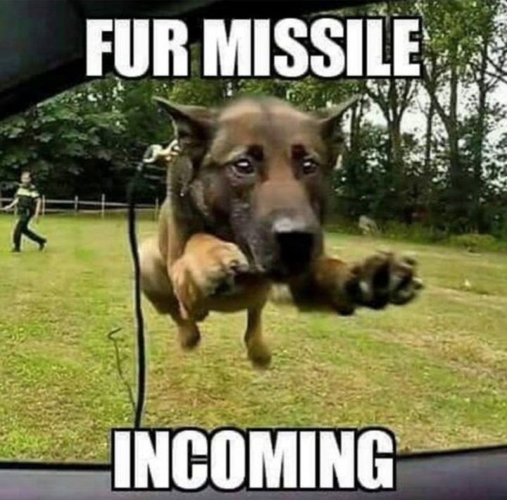 "Fur missile incoming."