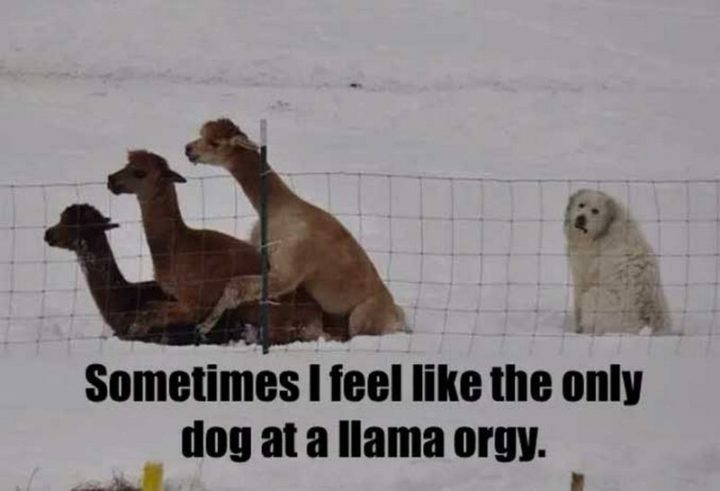 "Sometimes I feel like the only dog at a llama orgy."