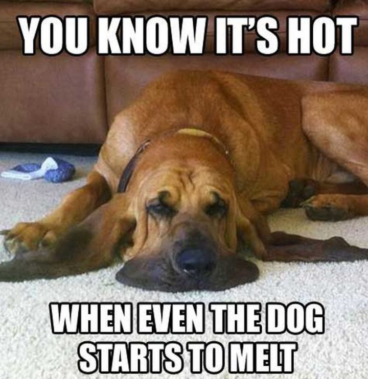 "You know it's hot when even the dog starts to melt."