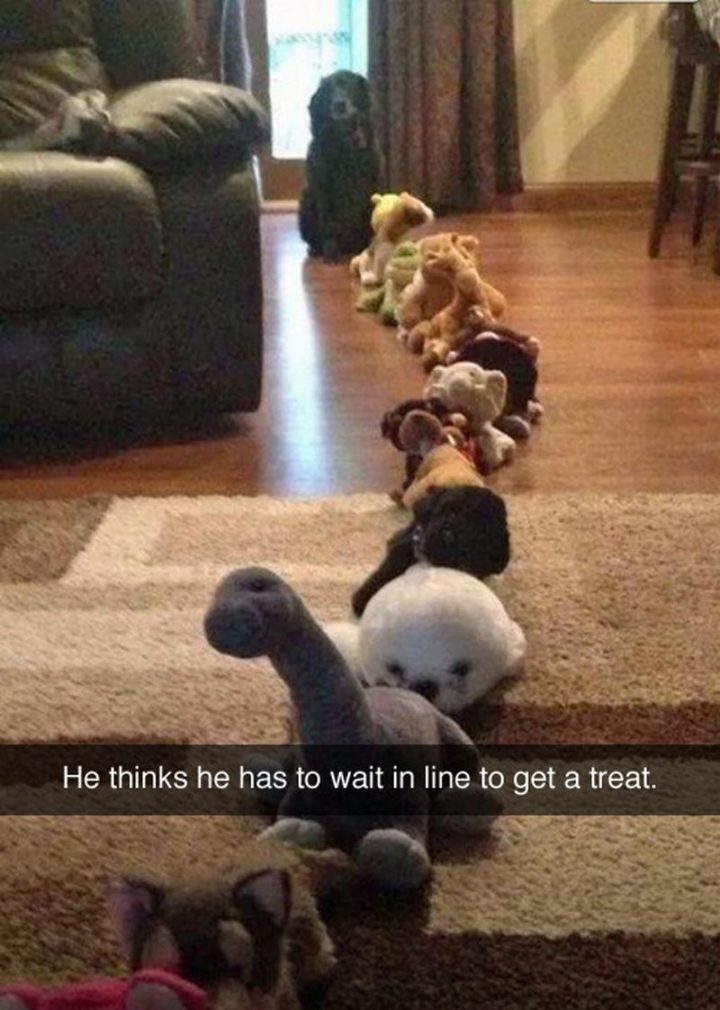 "He thinks he has to wait in line to get a treat."