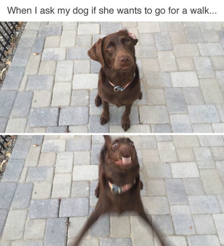 "When I ask my dog if she wants to go for a walk..."