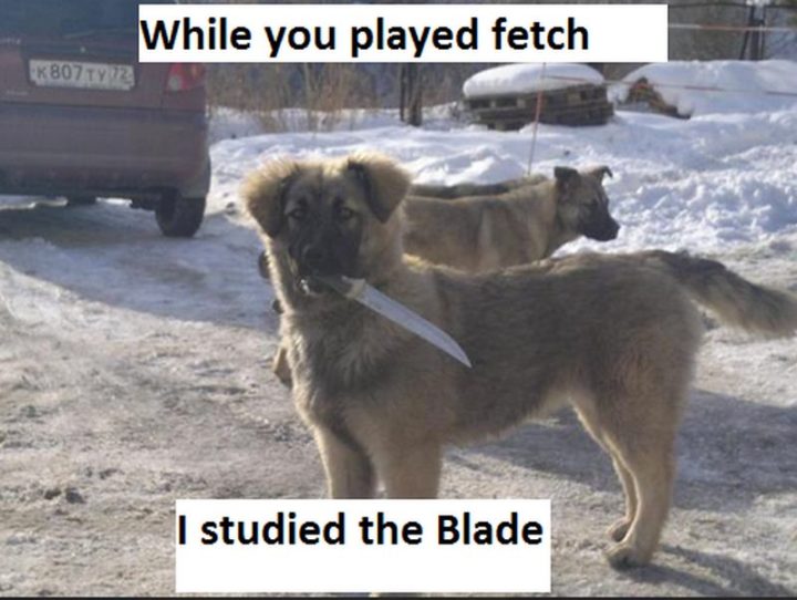 "While you played fetch, I studied the blade."