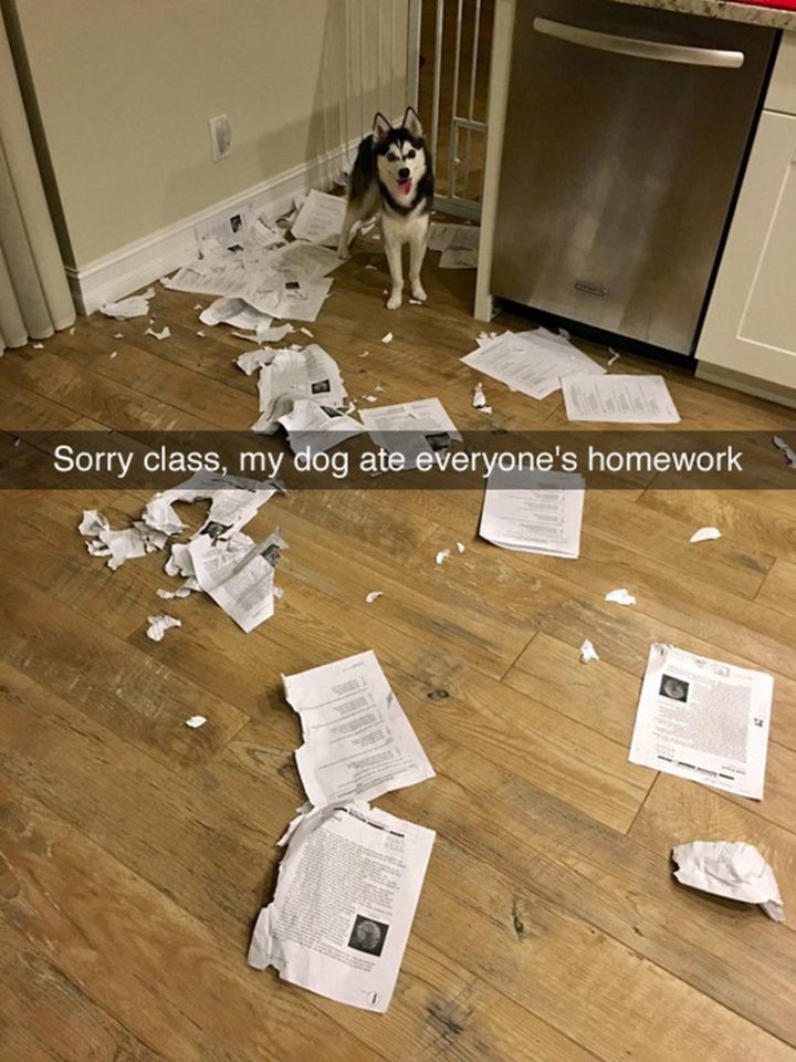 "Sorry class, my dog ate everyone's homework."