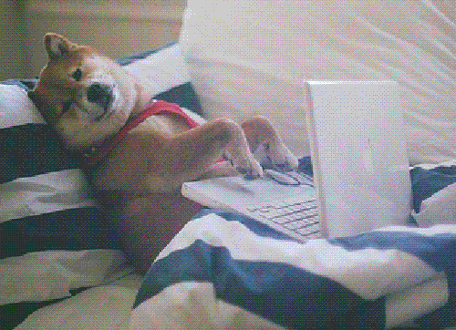 Shiba dog typing on a laptop.