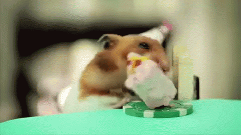 Guinea pig eating cake.
