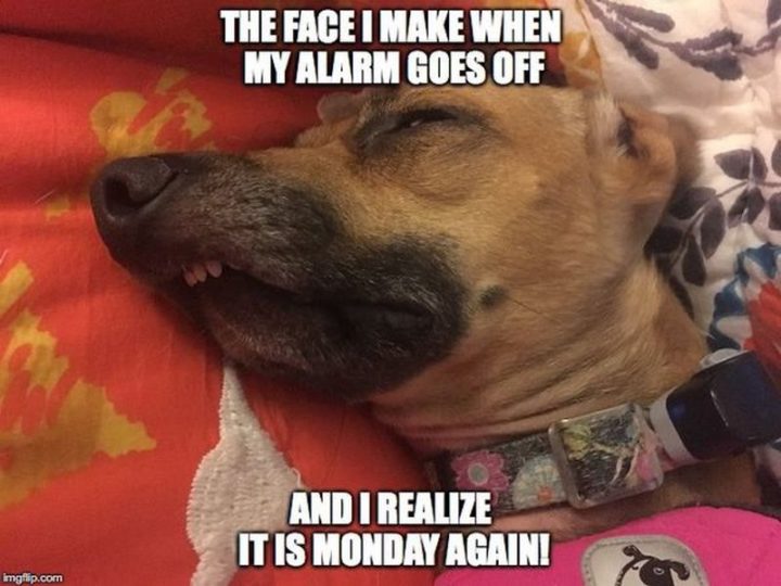 65 Funny Monday Memes to Help You Make It Through the Day
