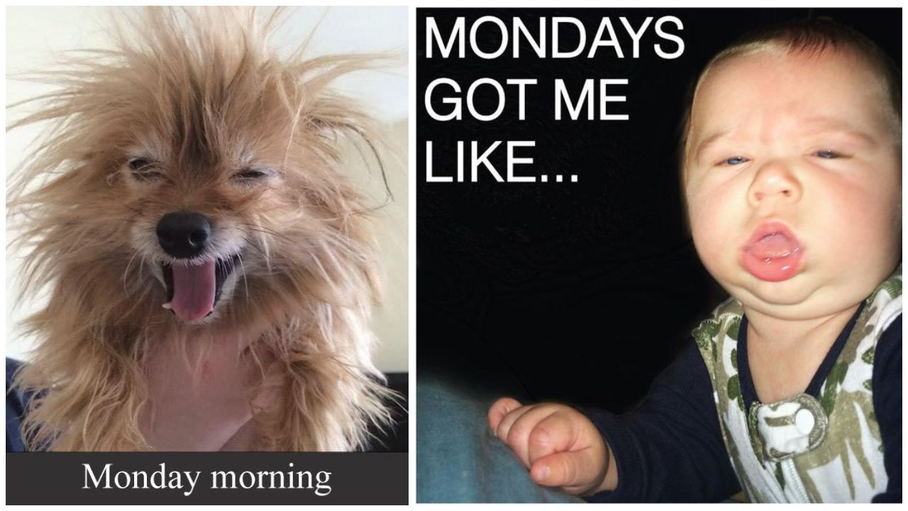 65 Funny Monday Memes Got Me Like