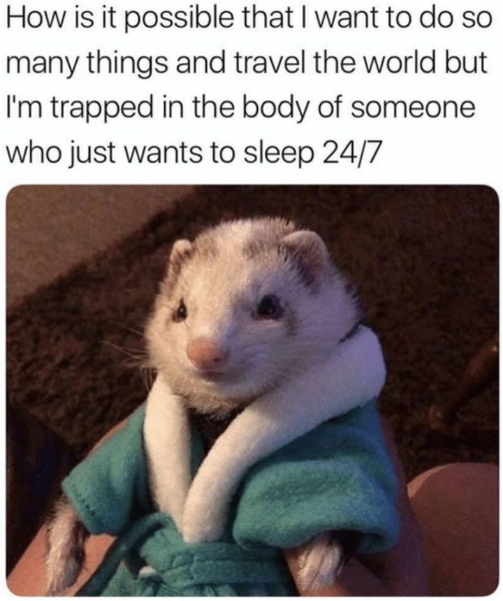 37 Best Exhausted Memes - "How is it possible that I want to do so many things and travel the world but I'm trapped in the body of someone who just wants to sleep 24/7."