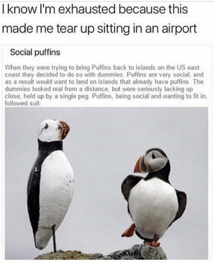 37 Best Exhausted Memes - "I know I'm exhausted because this made me tear up sitting in an airport: When they were trying to bring Puffins back to islands on the US east coast they decided to so with dummies. Puffins are very social, and as a result, would to land on islands that already have puffins. The dummies looked real from a distance, but were seriously lacking up close, held up by a single peg. Puffins, being social and wanting to fit in, followed suit..."
