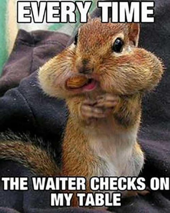 37 Funny Food Memes - "Every time the waiter checks on my table."
