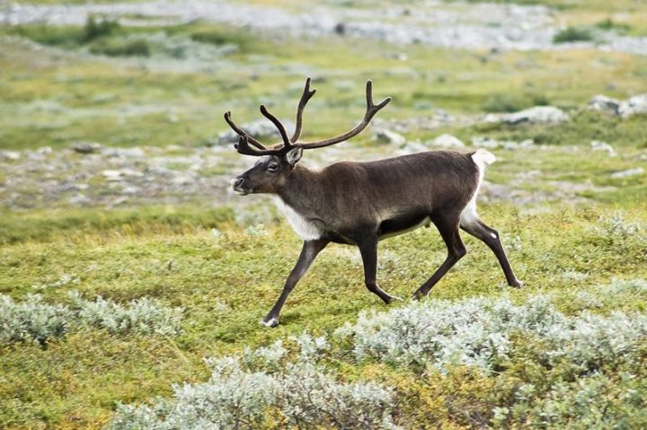 27 Amazing Animal Facts - Reindeer animal facts: In order to capture more sunlight, reindeer eyes turn blue during the winter.